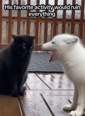 F2003005 My cat found a freezing fox cub (Part 2)