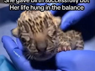 F2003007 Rescued a pregnant jaguar on the road (Part 2)