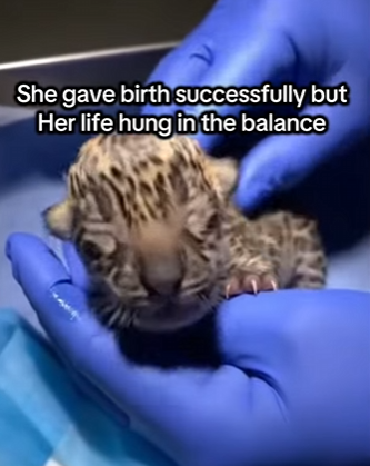 F2003007 Rescued a pregnant jaguar on the road (Part 2)