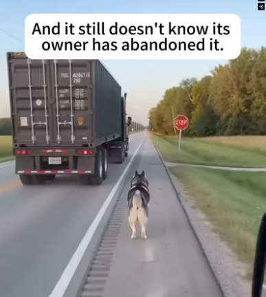 P1803008 Dogs are family for a lifetime (Part 2)