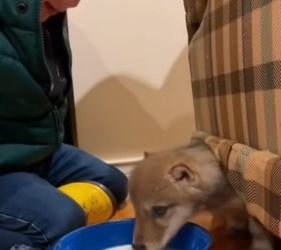 F2003002 Our 5 year old son went outside during the blizzard .. we thought he found an abandoned puppy (Part 2)