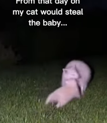 P2512005 Cat brings an albino raccoon home (Part 2)