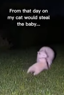 P2512005 Cat brings an albino raccoon home (Part 2)