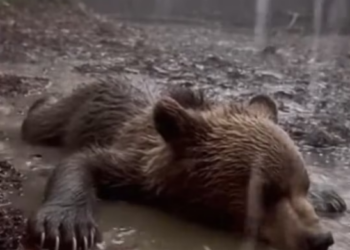 P1302003 Bear Cub Begging Help His Little Brother (Part 2)