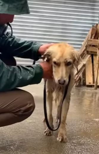 P2003006 He was still holding the leash when we found him (Part 2)