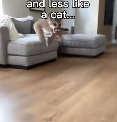 P0502001 Mountain lion was saved before it was too late (Part 2)