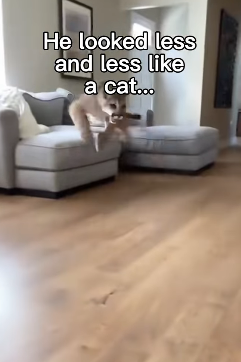 P0502001 Mountain lion was saved before it was too late (Part 2)