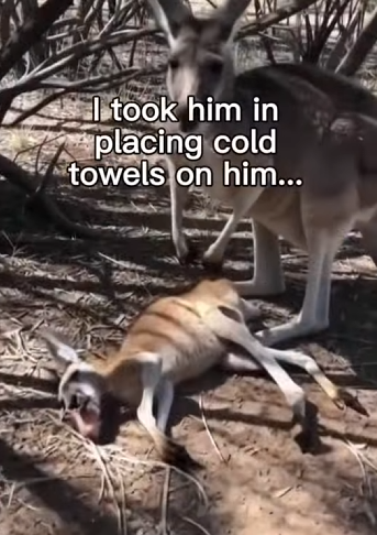 P2003003 At This Point My Home Is A Kangaroo Sanctuary 😅 (Part 2)