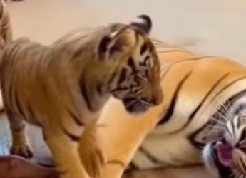 P2003012 Tiger Limped Into Town What Happened Next Shocked Everyone tiger… (Part 2)