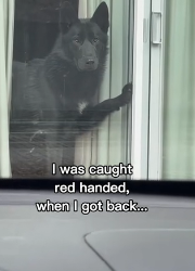 P2512012 Dog brings an albino bear home (Part 2)