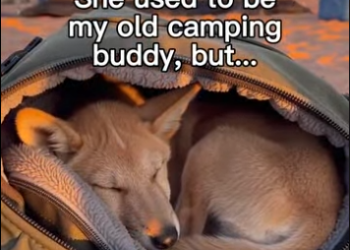 P2003002 Dingos Might Be My New Favorite Dogs ❤️ (Part 2)
