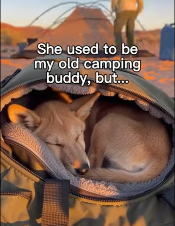 P2003002 Dingos Might Be My New Favorite Dogs ❤️ (Part 2)