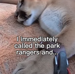 P1403001 I Found A Mountain Lion Trapped In The Woods 😳♥️ (Part 2)