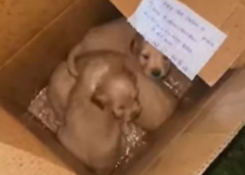 P1701011 He Saved Whole Family Cold Rain (Part 2)