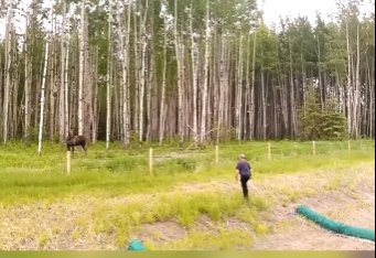 I2003011 Brave Man Approaches Moose Mother (Part 2)