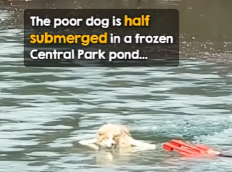 I2003002 New Yorker in business suit plunges into pond to rescue dog 👏 (Part 2)