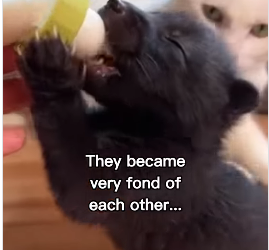 P2512003 My cat raised baby fox (Part 2)