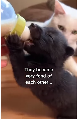 P2512003 My cat raised baby fox (Part 2)