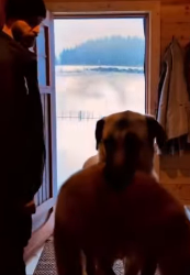 P3012005 farm dog didn just chase wolves away he brought injure (Part 2)