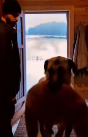 P3012005 farm dog didn just chase wolves away he brought injure (Part 2)