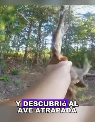 A2003004 An owl caught on a fishing line (Parte 2)