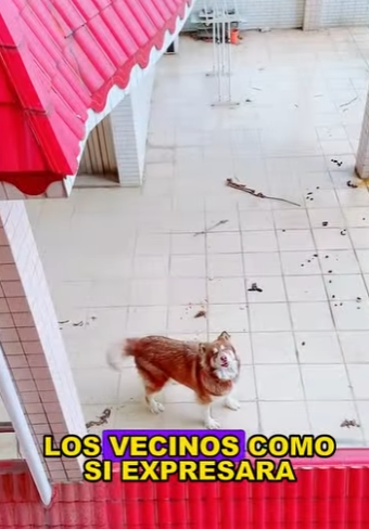 A2003008 Dog waiting for its owner (Parte 2)