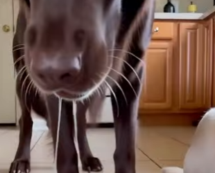 A2003010 Cuando una perra está preñada, ¿el perro macho realmente muestra preocupación por ella (Parte 2)