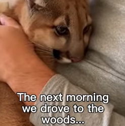 P0502001 Mountain lion was saved before it was too late (Part 2)