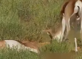 A2003001 Two antelopes with their heads entangled became mobile food for others. (Parte 2)