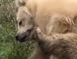 A2003012 Alguna vez has visto un oso comiendo hierba (Parte 2)