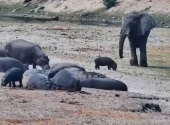 A2003006 The baby hippo guards its territory (Parte 2)