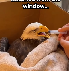 P0902002 My horse wanted to help (Part 2)