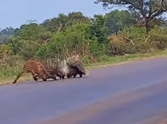 A2003003 The leopard tried to get through the porcupine enclosure. (Parte 2)