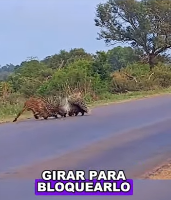 A2003003 The leopard tried to get through the porcupine enclosure. (Parte 2)