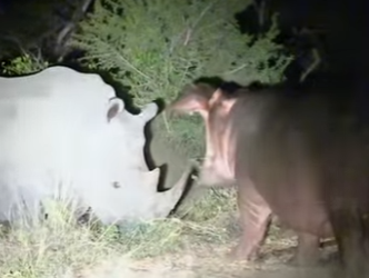 A2003002 A hippopotamus uses a rhinoceros horn to pick its teeth. (Parte 2)