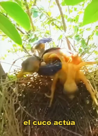 A2003005 The cuckoo paid the price for this incident (Parte 2)