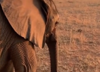 P0702007 Vultures Almost Ate Baby Elephant (Parte 2)