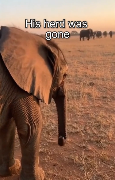 P0702007 Vultures Almost Ate Baby Elephant (Parte 2)