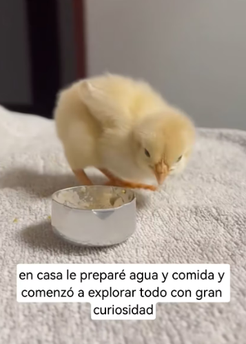 R1803002 I saw a chick forgotten on the road, and then (Part 2)