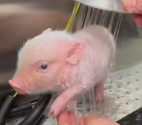 R1803001 I found a lost piglet and it looked so pitiful that I decided to take it home (Part 2)
