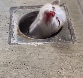 R1603011 I saw a cat in the sewer (Part 2)