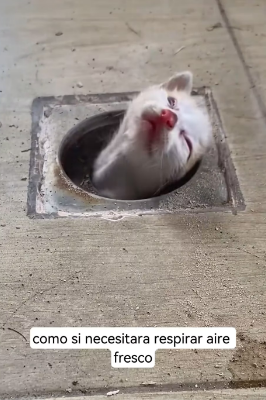 R1603011 I saw a cat in the sewer (Part 2)