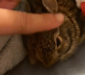R1603012 I saw a rabbit struggling in the water, I pulled it out, and then.. (Part 2)