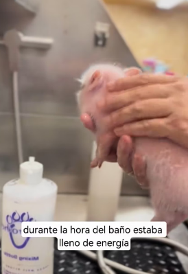 R1803003 A woman found a poor little pig in the grass (Part 2)