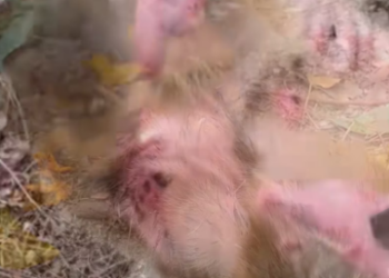 R1803004 This poor little monkey is on the verge of death due to abuse from its mother (Part 2)