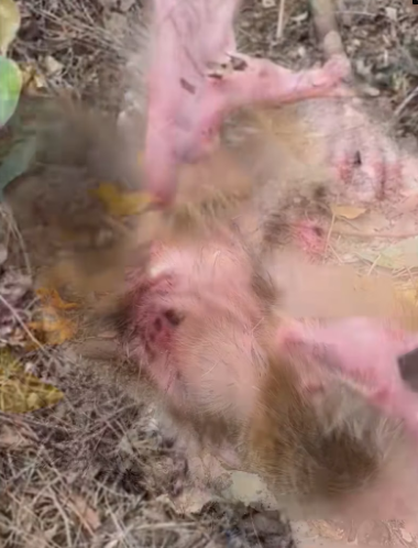 R1803004 This poor little monkey is on the verge of death due to abuse from its mother (Part 2)