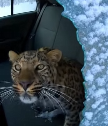 P1303004 A mother leopard came to my cabin begging for help…(Part 2)