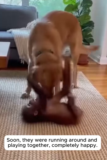 P1701010 He Saved Him Orangutan Never Forgot (Part 2)