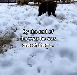 P2312012 beautiful bear story! (Part 2)