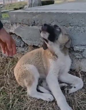 R2003009 no abandones a estos seres tan indefensos (Part 2)